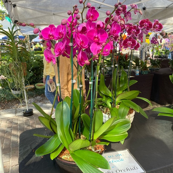 Meet your Posher, Alexis - Picture 1 of 1